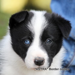 Black and white Male, medium coat, border collie puppy